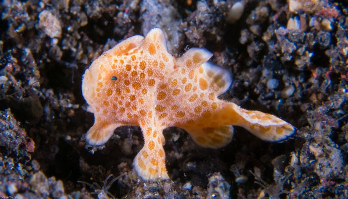 Spotted Baby Painted Frogfish